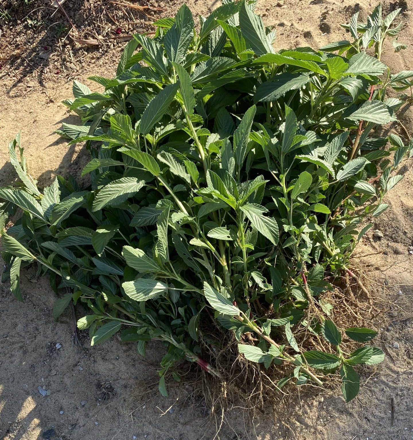 Molokhia (Egyptian Spinach) at Marcelia Farm Marcelia Al Salam